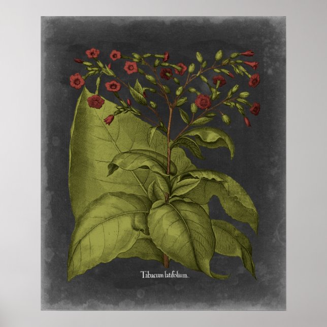 Besler Dramatique I Poster (Framsidan)