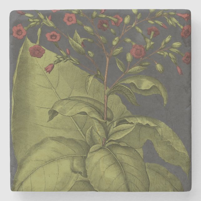 Besler Dramatique I Underlägg Sten (Framsidan)