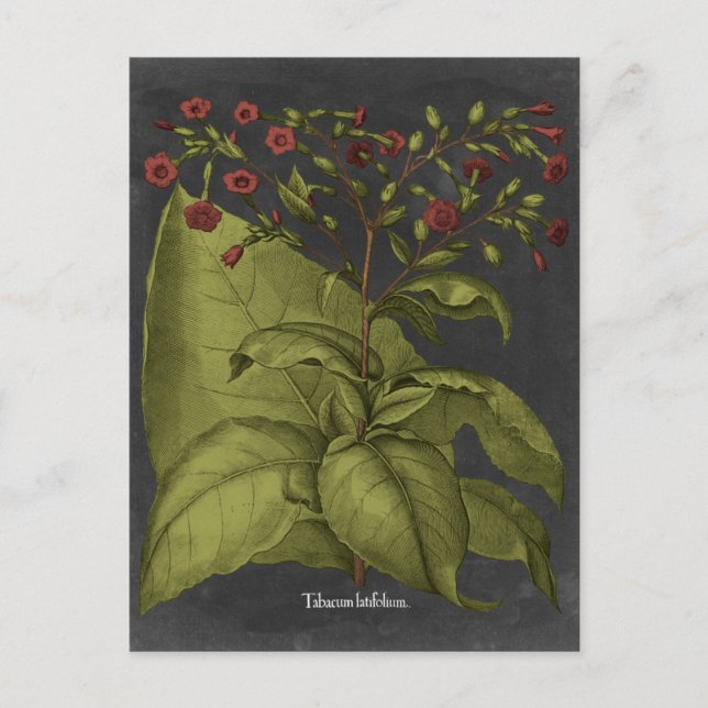 Besler Dramatique I Vykort (Framsida)