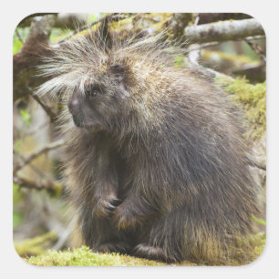 Beslutsam Porcupine Fyrkantigt Klistermärke