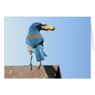 BeSnyb SCrub Jay Bird Hälsningskort