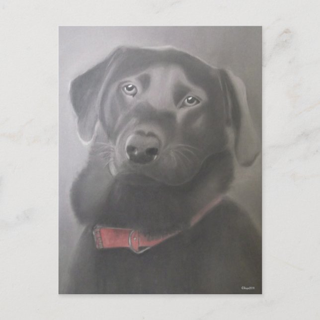 BeSnyval Labrador Retriever Teckning Vykort (Framsida)