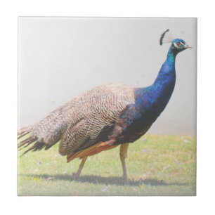 BeSnyval Peacock Bird Walking Kakelplatta