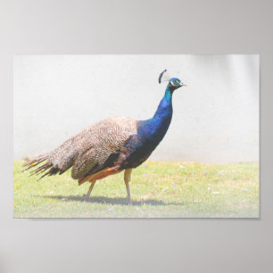 BeSnyval Peacock Bird Walking Poster