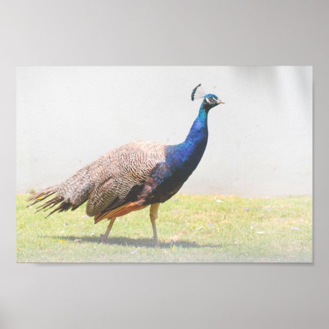 BeSnyval Peacock Bird Walking Poster (Framsidan)