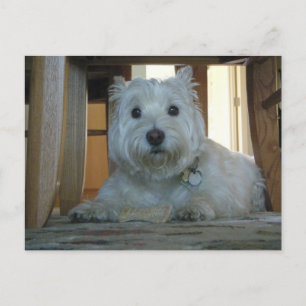 Besök med Hund Bone Photo Postcard Vykort