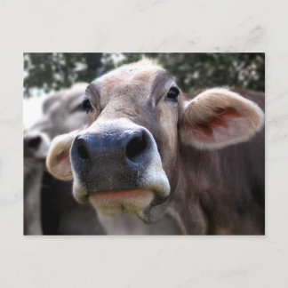 Bessy säger hej vykort