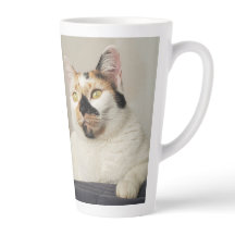 Best Cat Mamma Photo