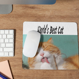 Best Cat Photo Musmatta
