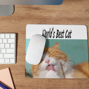 Best Cat Photo Musmatta