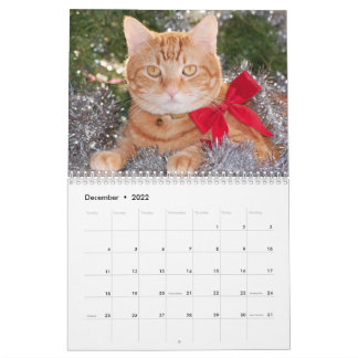 Best Cats Kalender