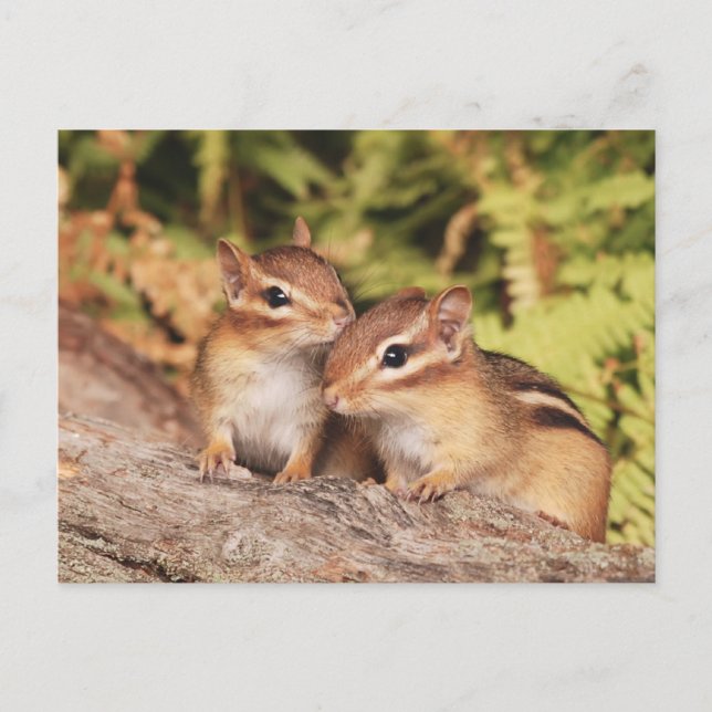 Best Friends Baby Chipmunks Vykort (Framsida)