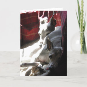 "Best Friends", kursiskt greyhound-foto Kort