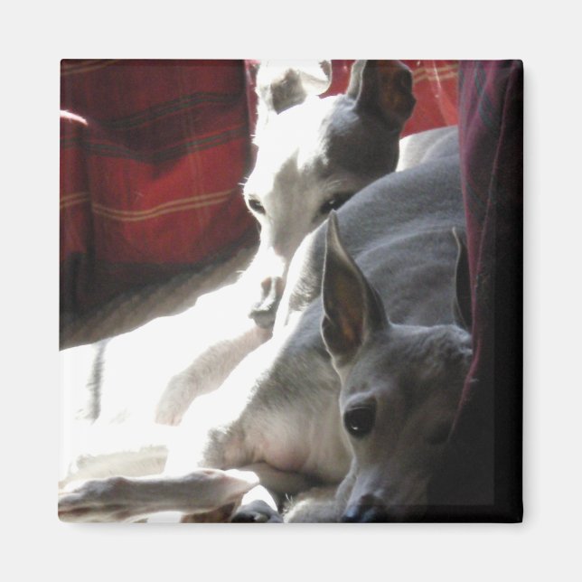 "Best Friends", kursiskt greyhound-foto Magnet (Framsidan)