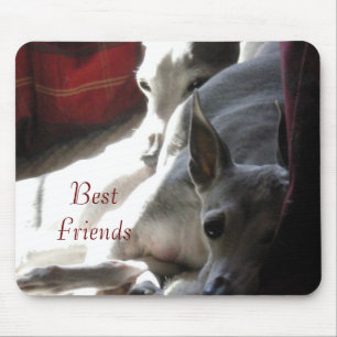 "Best Friends", kursiskt greyhound-foto Musmatta