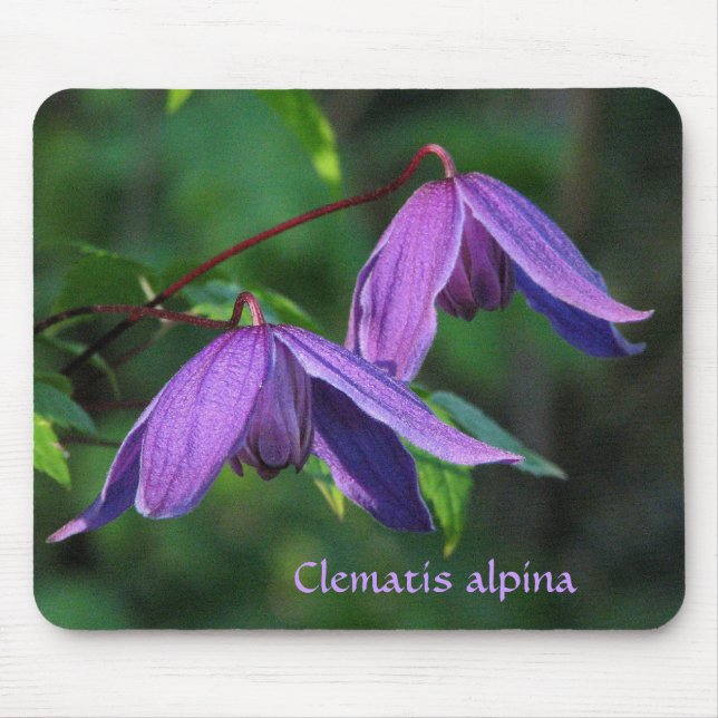 Beställnings- Clematis Mousepad Musmatta (Framsidan)