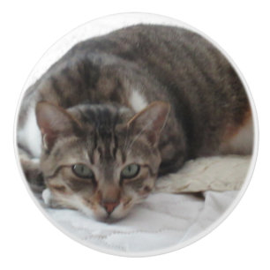 Beställnings- keramisk knopp för tabby katt