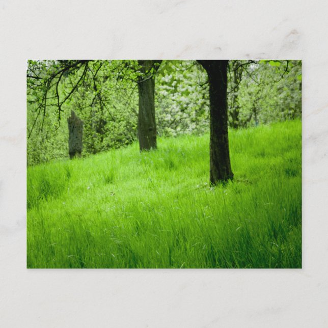 Beställningskort Vykort (Framsida)