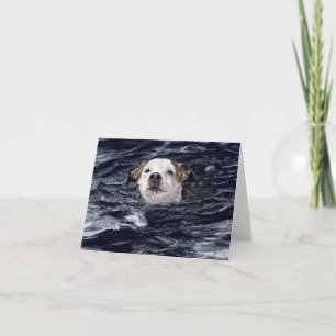 "Bestämning" - Simmande Hund-kort Kort