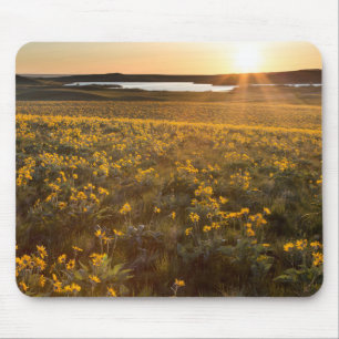 Bestånd av Arrowleaf Balsamroot-vildblommor Musmatta