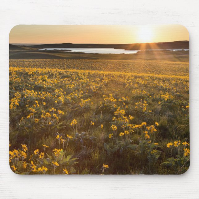 Bestånd av Arrowleaf Balsamroot-vildblommor Musmatta (Framsidan)