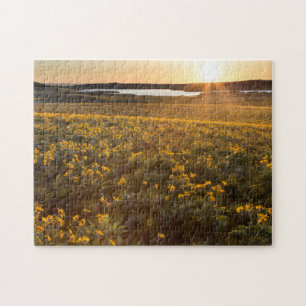 Bestånd av Arrowleaf Balsamroot-vildblommor Pussel