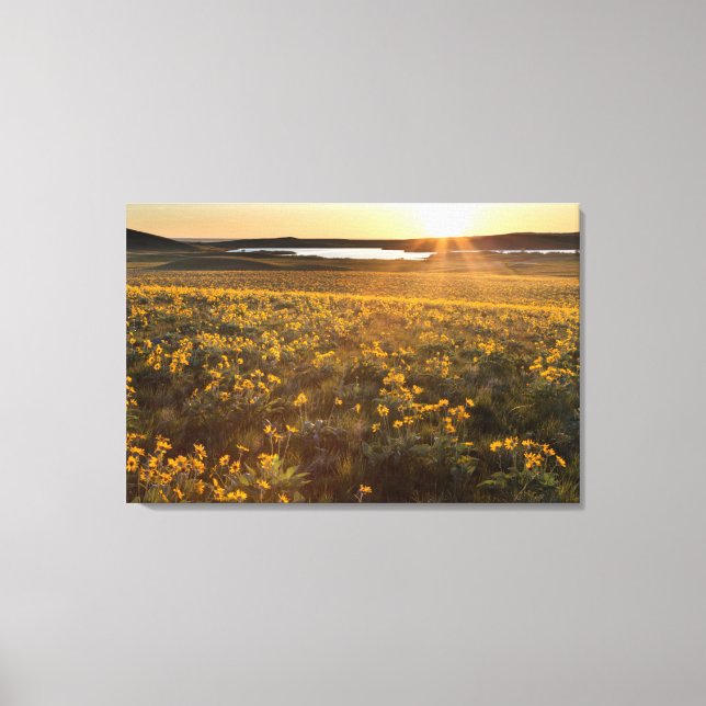 Bestånd av vildblommor av Arrowleaf Balsamroot Canvastryck (Framsida)