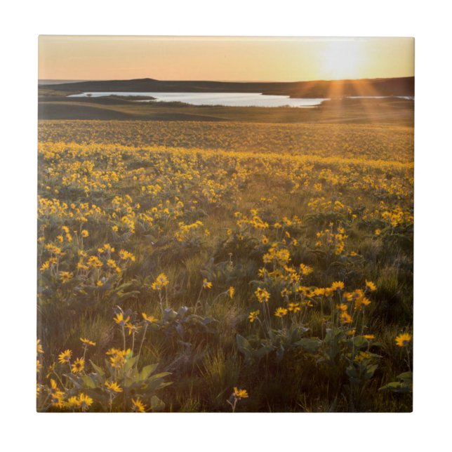 Bestånd av vildblommor av Arrowleaf Balsamroot Kakelplatta (Framsidan)
