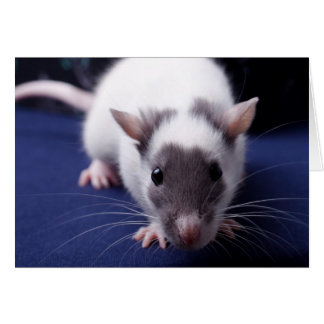 Besvära kortet OBS kort