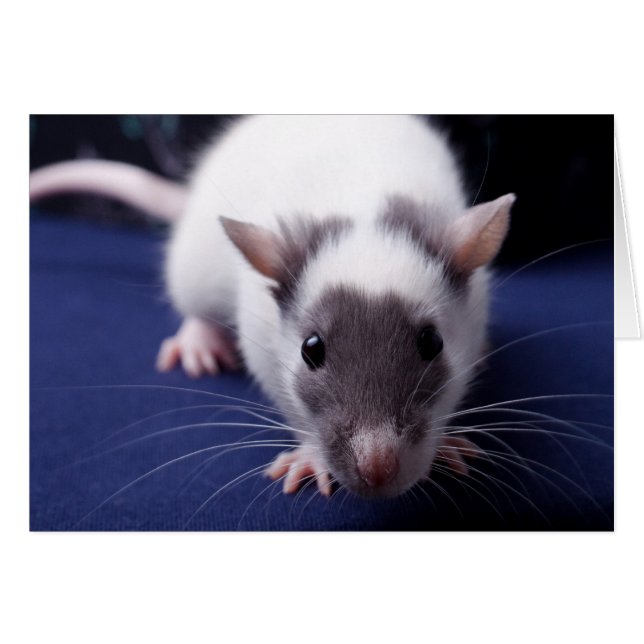 Besvära kortet OBS kort (Framsidan Horizontal)