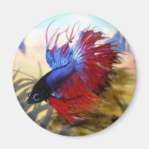 Beta fisk magnet