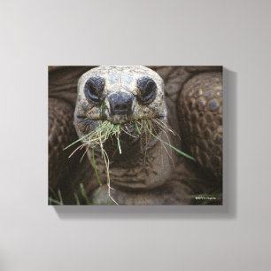Beta för Aldabra sköldpadda Canvastryck