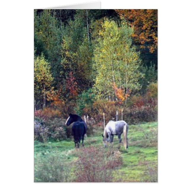 Beta för nedgång - gräsRidge lantgård Percherons Hälsningskort (Framsidan)
