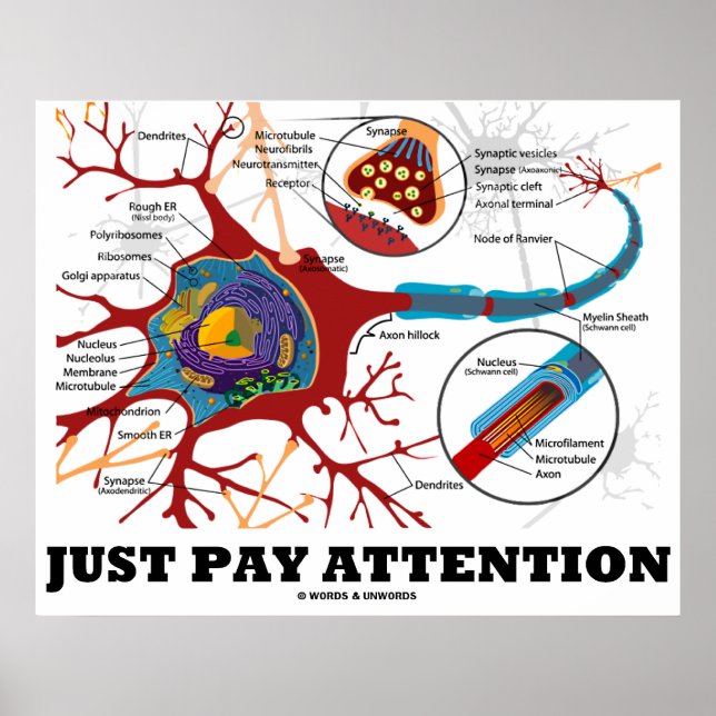 Betala bara uppmärksamhet (Neuron/Synapse Anatomic Poster (Framsidan)