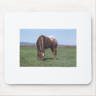 Betande Appaloosa Musmatta