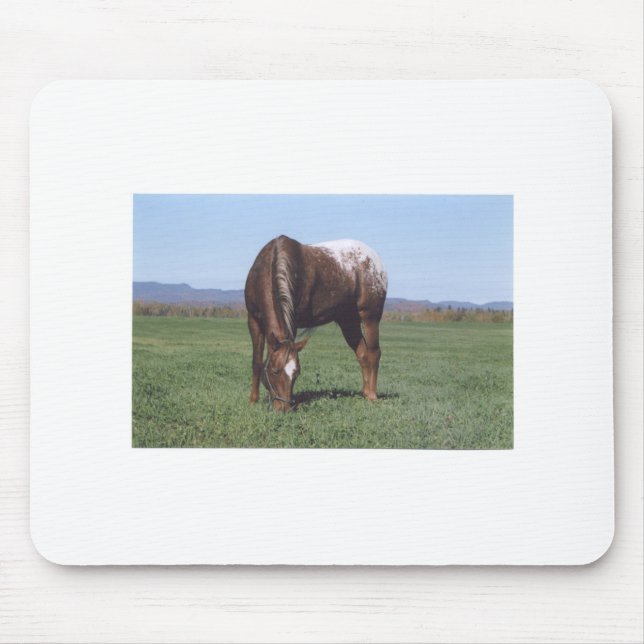 Betande Appaloosa Musmatta (Framsidan)