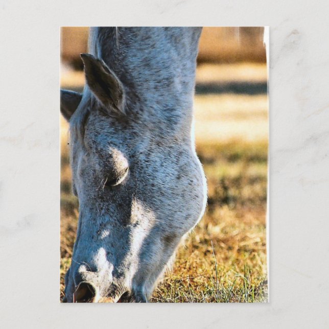 Betande Appaloosa-vykort Vykort (Framsida)