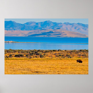 Betande buffel, Great Salt Lake, Utah Poster