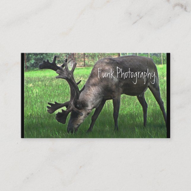 Betande Caribou Visitkort (Framsida)