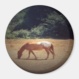 Betande Palomino.... Magnet