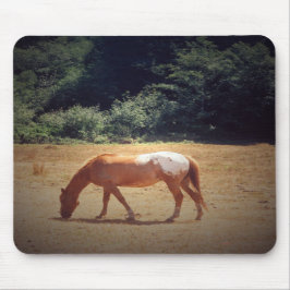 Betande Palomino.... Musmatta
