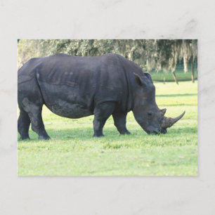 Betande Rhino-vykort Vykort