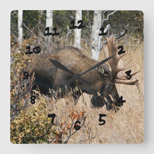 Betande tjurälg fyrkantig klocka (Framsida)