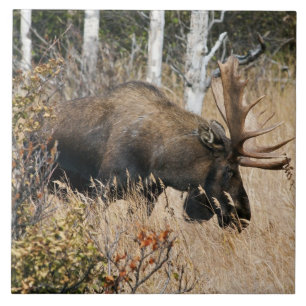 Betande tjurälg kakelplatta