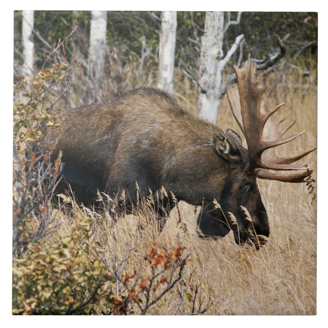 Betande tjurälg kakelplatta (Framsidan)