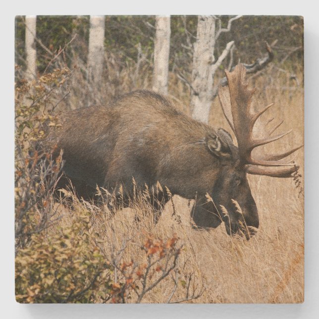 Bete Bull Moose Stenunderlägg (Framsidan)