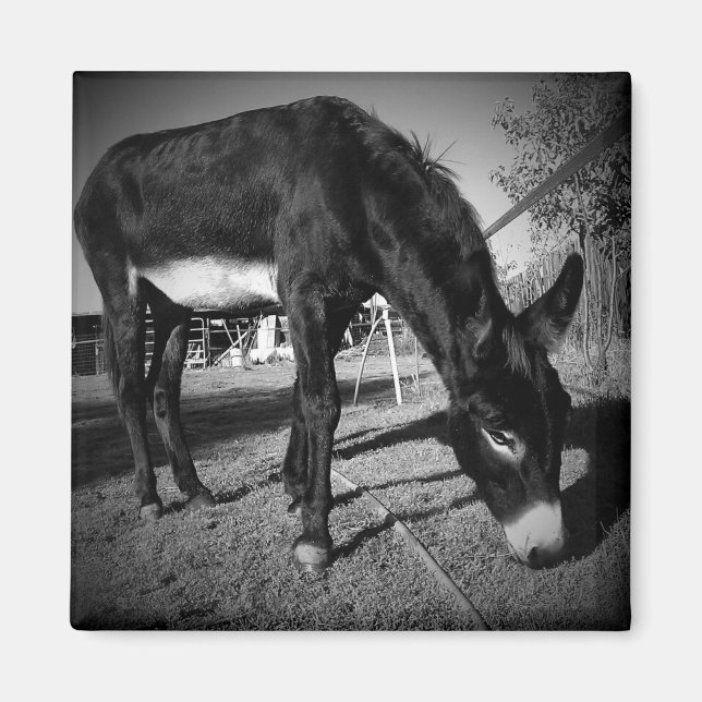 Bete donkey magnet (Framsidan)