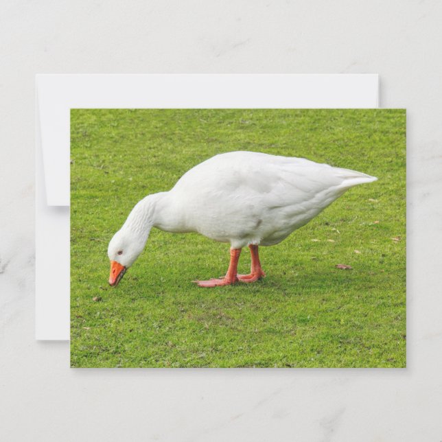 Bete Emden Goose Kort (Framsida)