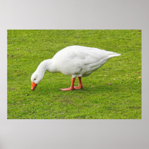 Bete Emden Goose Poster