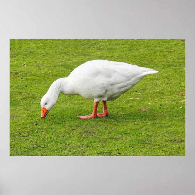 Bete Emden Goose Poster (Framsidan)